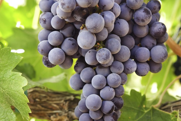 Uvas Merlot en su parra.