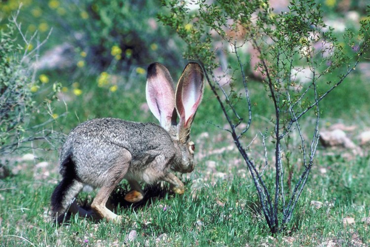 Los conejos son animales presa, y sus cuerpos han evolucionado para moverse más rápido en cortas distancias y así evitar depredadores.
