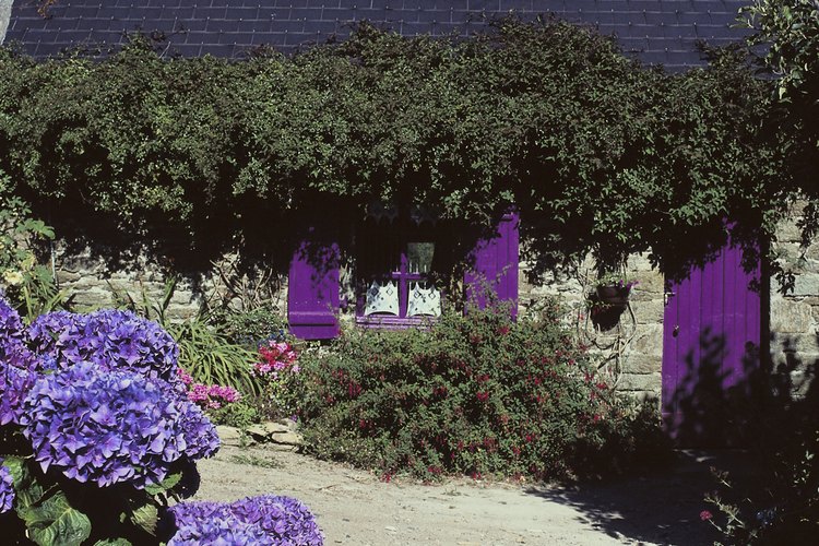 La poda agresiva puede impedir la floración en las plantas de hortensia.
