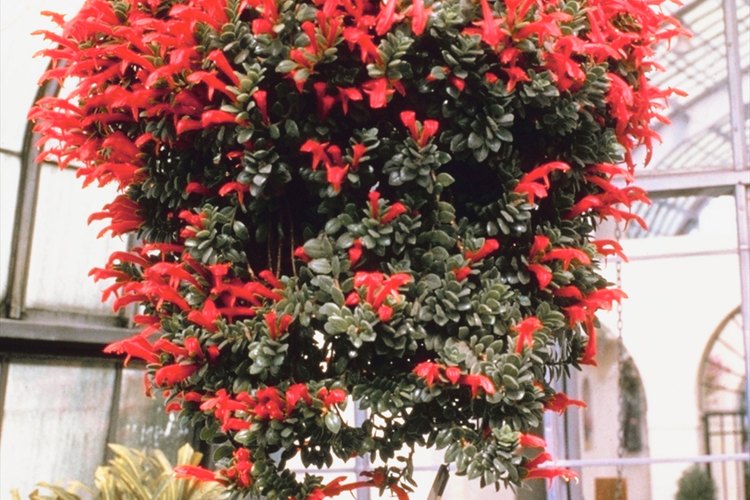 Las plantas son excelentes elementos decorativos que traen beneficios para la salud.