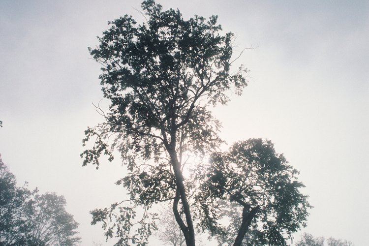 Los bosques tropicales son ricos en vida, incluyendo las tribus humanas nativas.
