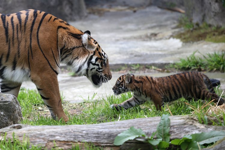 Cómo comprar un tigre bebé