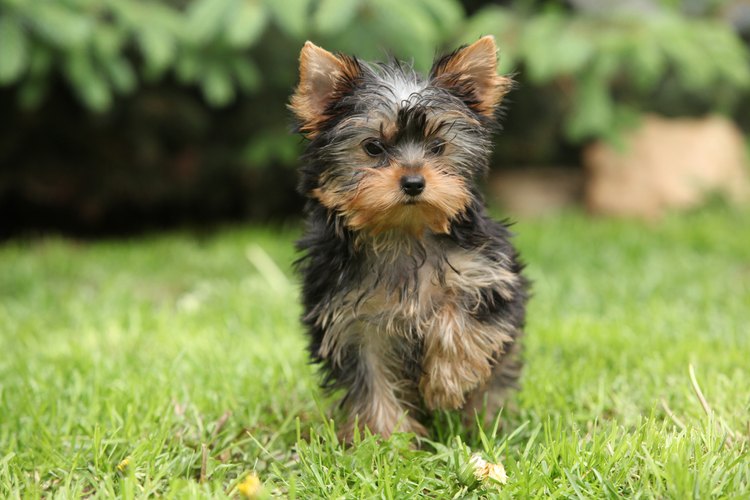 Yorkshire terrier.