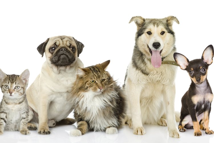 Las erupciones en la piel de las mascotas son comunes.