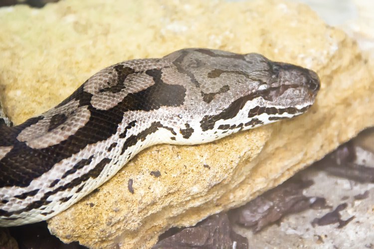 Las boas constrictoras son grandes víboras no venenosas.