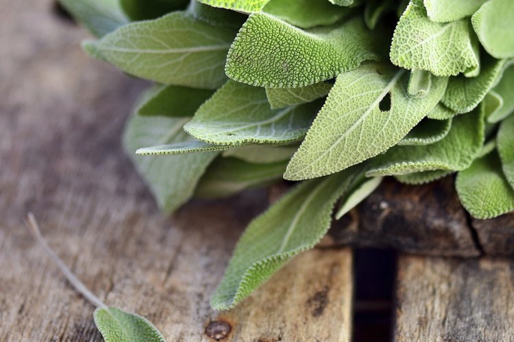 Salvia