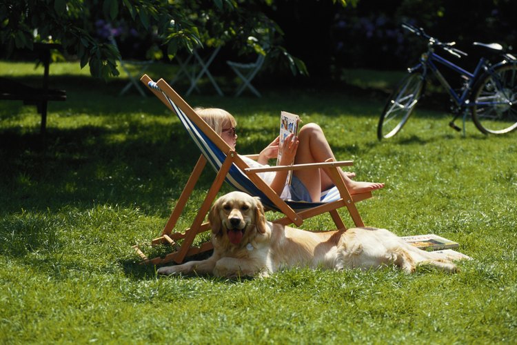 Pon un césped resistente, a prueba de perros, para que tanto tú como tu perro puedan disfrutar.