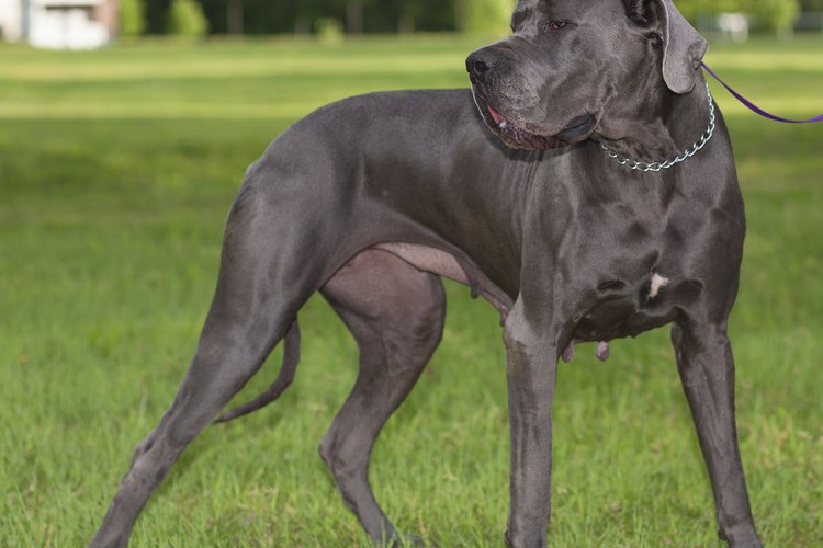 Los perros de razas grandes como el Gran Danés puede salivar por trastornos de la boca.
