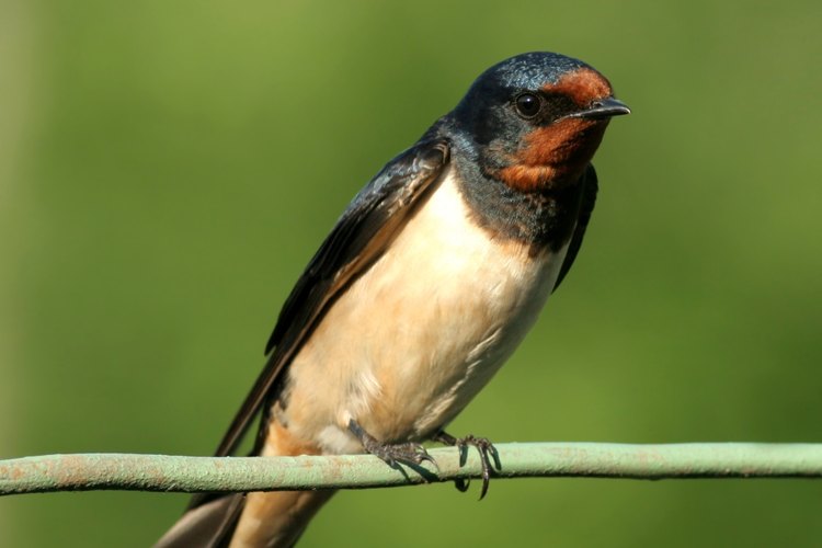 Golondrina.