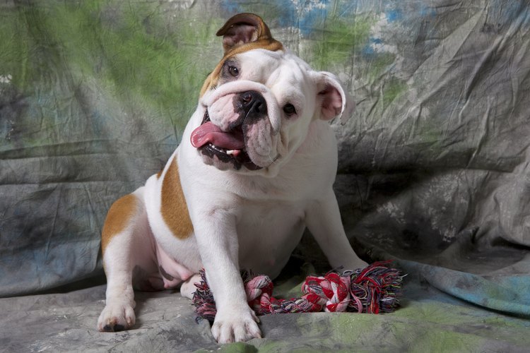 Bulldog inglés en casa.