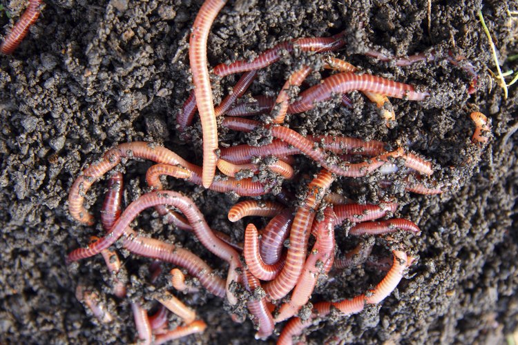 Las lombrices de tierra viven debajo de la tierra en agujeros que ellas mismas crean