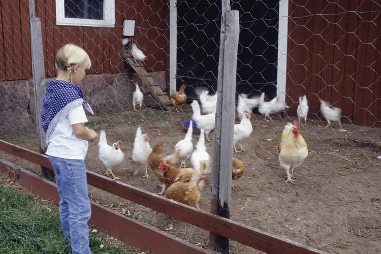 Espantar las moscas del hogar de tus pollos no funciona.