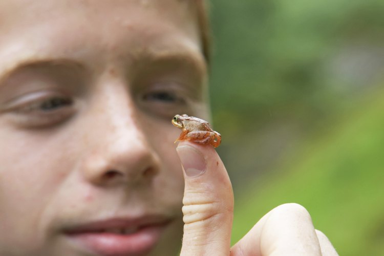 La rana panameña dorada o Atelopus xeteki, está en peligro de extinción.