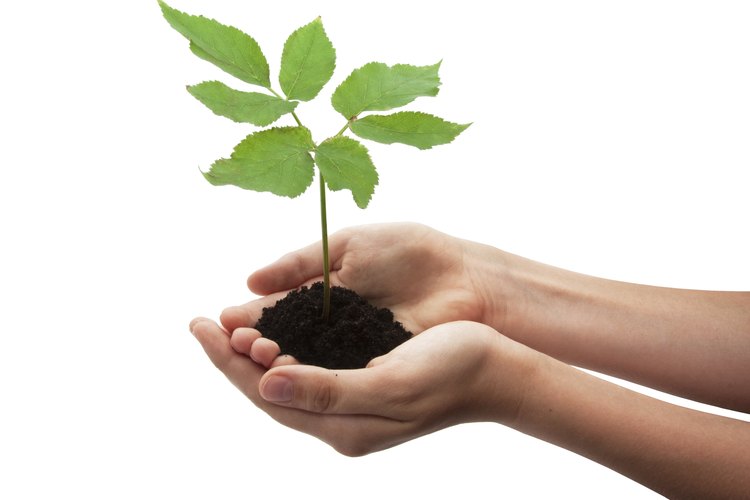 La vida de las plantas.