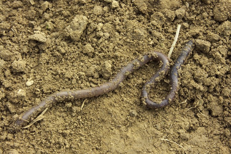 La mayoría de las lombrices deja sus agujeros por la noche para salir a alimentarse.