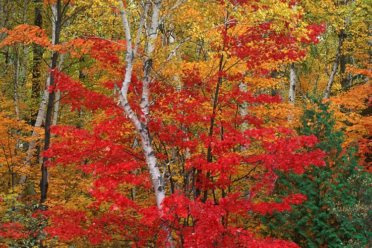 El momento de la floración, producción de semillas, la dispersión y germinación depende de la especie del árbol de arce.