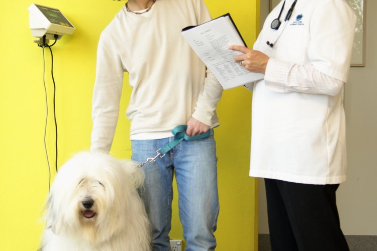 Diseña con tu veterinario un programa de alimentación.
