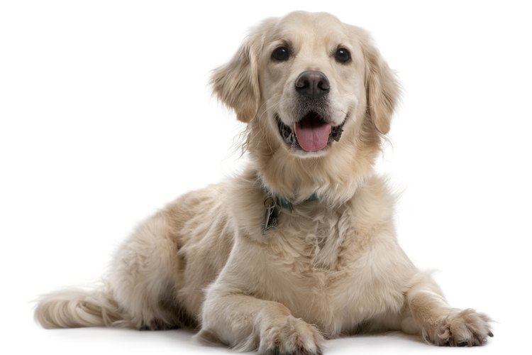 Efectos del drontal en perros.