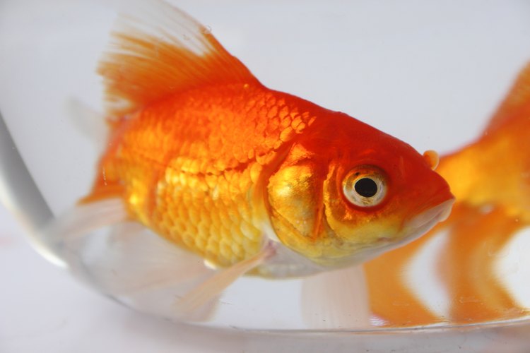 Un pez dorado común es adecuado para comenzar un acuario de agua dulce.