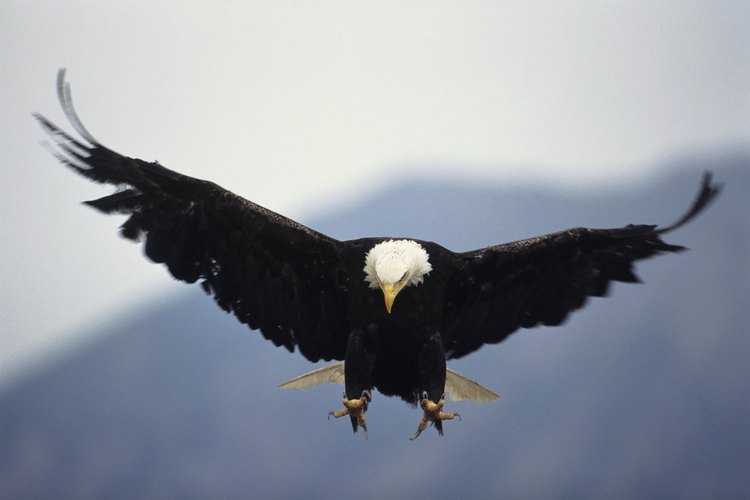 Los observadores de aves no se sentirán decepcionados por un viaje a Alaska interior.