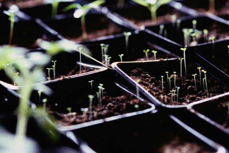 Los tomates germinan sin luz si se las da las condiciones adecuadas.