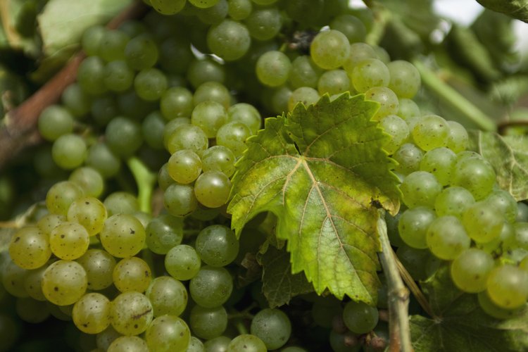 Una parra madura puede producir hasta 50 libras (22,5 kg) de uvas por estación.