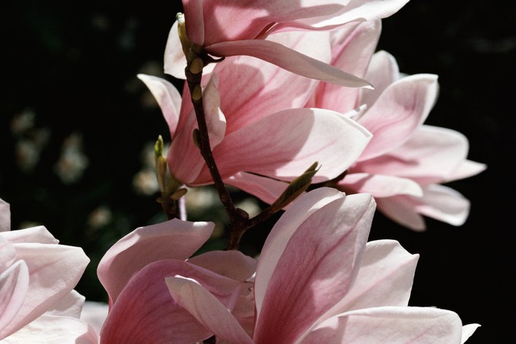 Las magnolias crecen bien en macetas grandes.