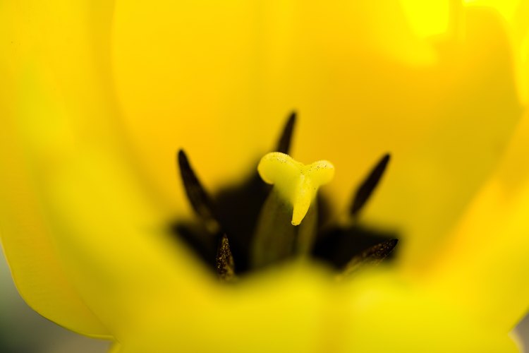 Un estigma prominentemente amarillo en el centro de la flor será difícil de pasar por alto por los insectos que entran en la flor en busca de néctar.