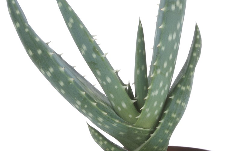 Las quemaduras de sol son vistas a veces en las plantas que han sido movidas de sombra parcial a luz solar más intensa.