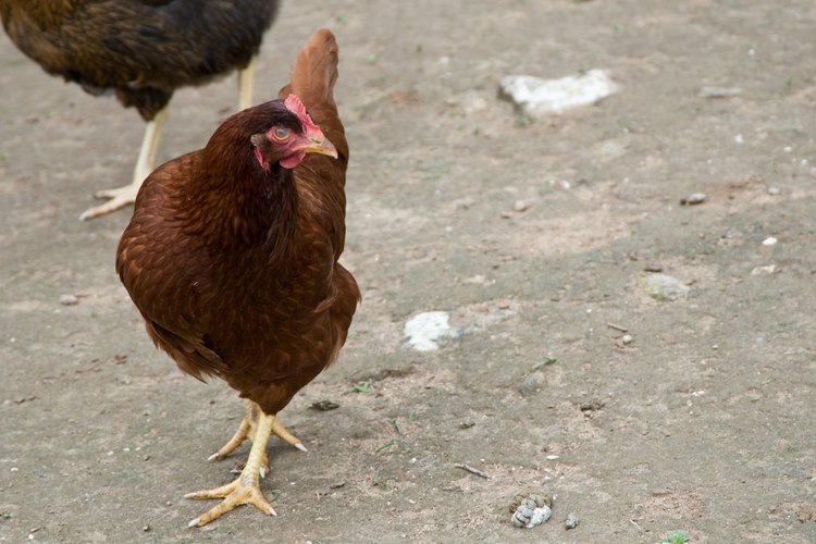 Hay formas de ayudar a una gallina con un huevo atascado.