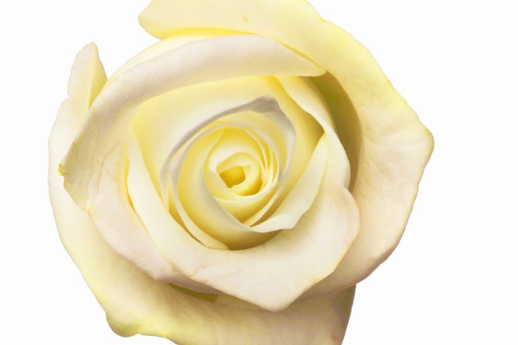 Usa las rosas blancas como un lienzo que absorba la solución de tintura negra.