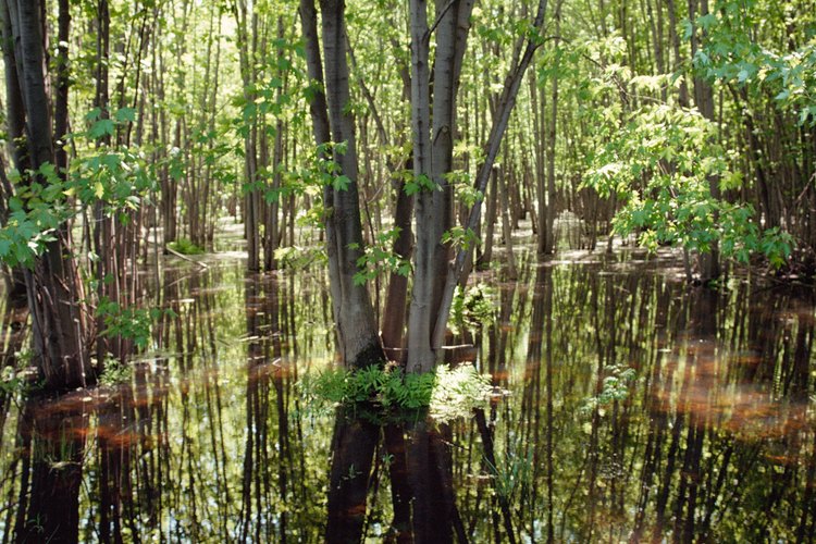 Las selvas tropicales son hogar de muchas especies amenazadas.