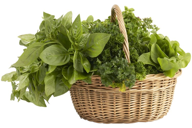 Cultiva la albahaca en tu jardín.
