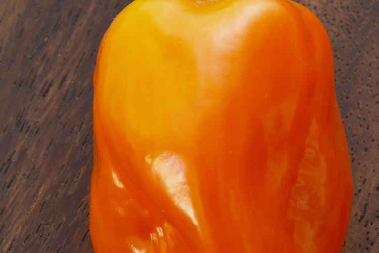 Los pimientos habaneros normalmente crecen verdes y se vuelven naranjas o rojos al madurar.