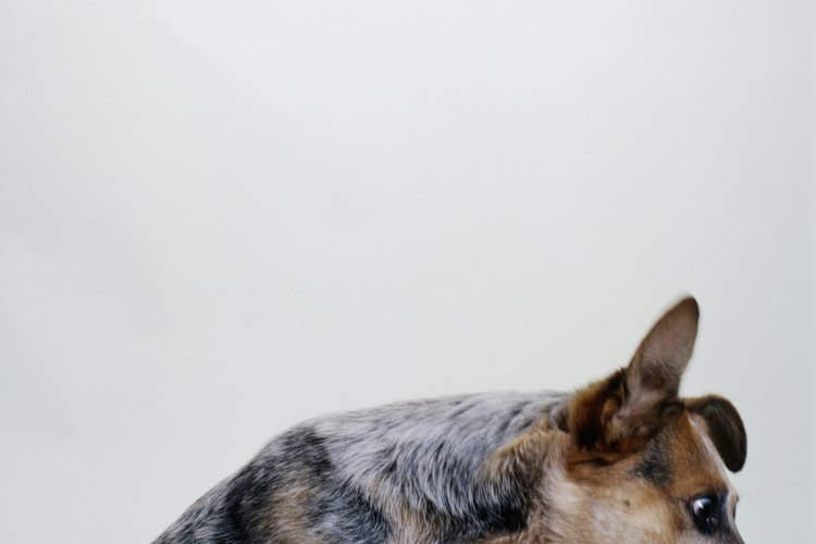 Entrenar cachorros blue heeler requiere técnicas similares a la formación de cualquier otra raza de perro.