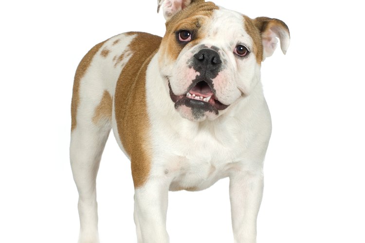 Adopta un adorable bulldog inglés.