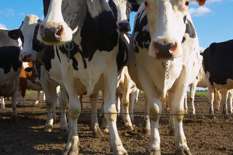 La cría selectiva de vacas con una alta producción de leche es económicamente ventajoso.