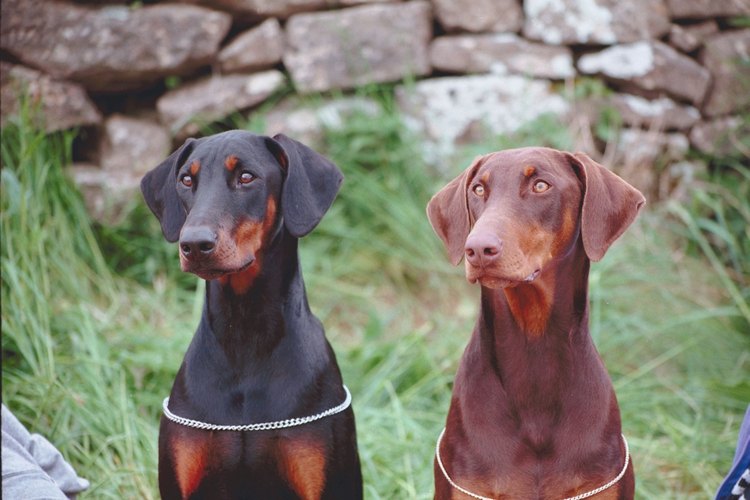 Al igual que el labrador Retriever, el doberman Pinscher también tiene orejas dobladas naturalmente. Europa está en contra de la ley de cortar las orejas o las colas.