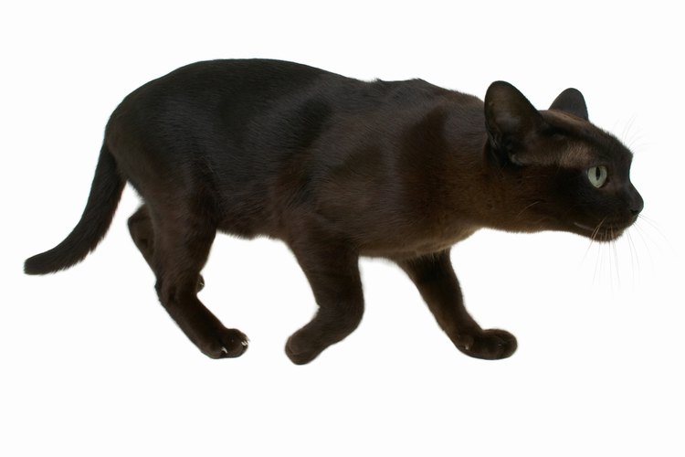 Los gatos son predadores naturales.