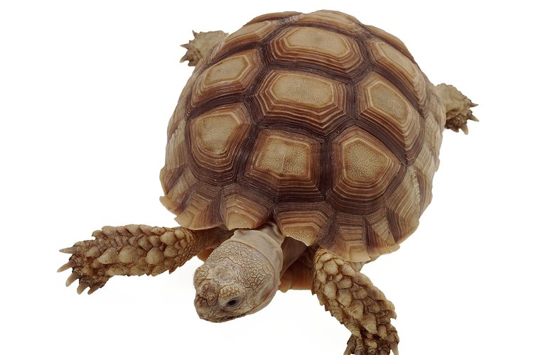 A diferencia de las tortugas de agua, las tortugas de tierra viven casi exclusivamente en tierra firme.