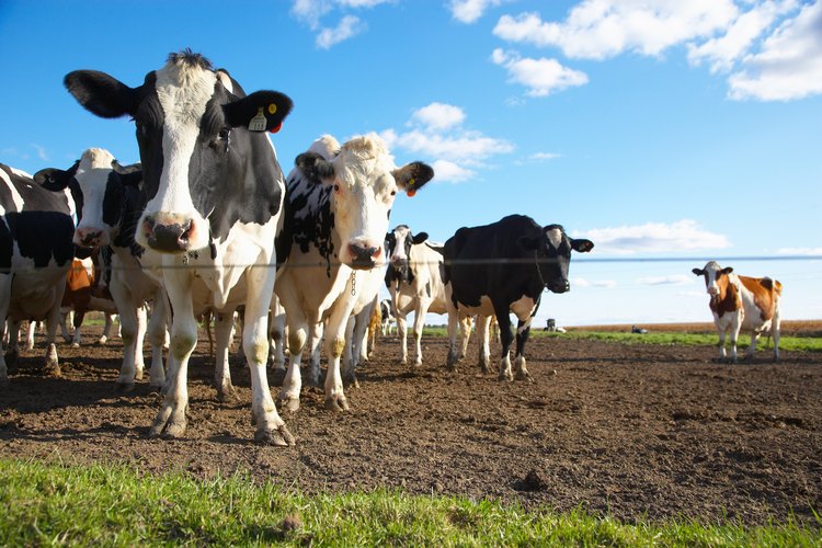 Las vacas son herbívoras.