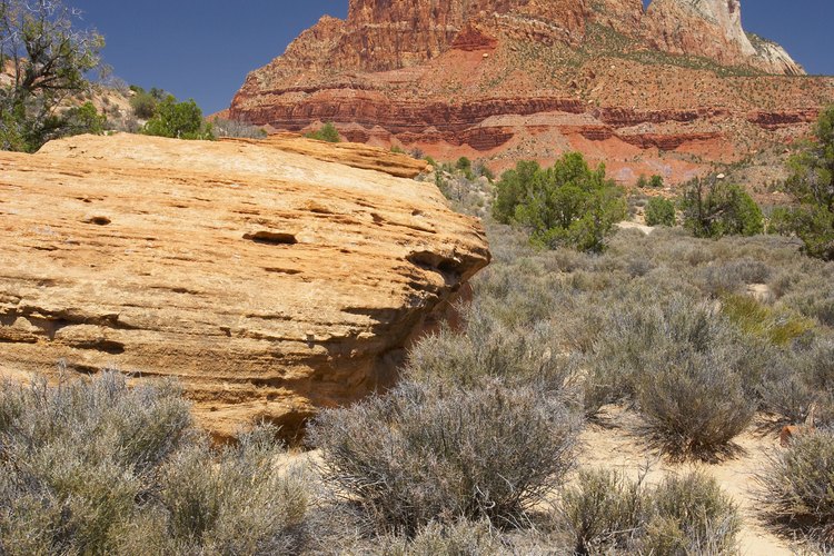 El calor del desierto y la falta de lluvias determinan los tipos de plantas que se desarrollan en estos lugares.