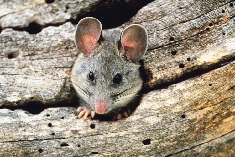 Las ratas son portadoras de muchas enfermedades peligrosas, por lo que necesitarás tratar seriamente la infestación.