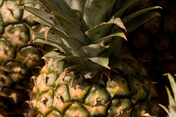 Una piña pueden durar meses una vez que se ha cristalizado.
