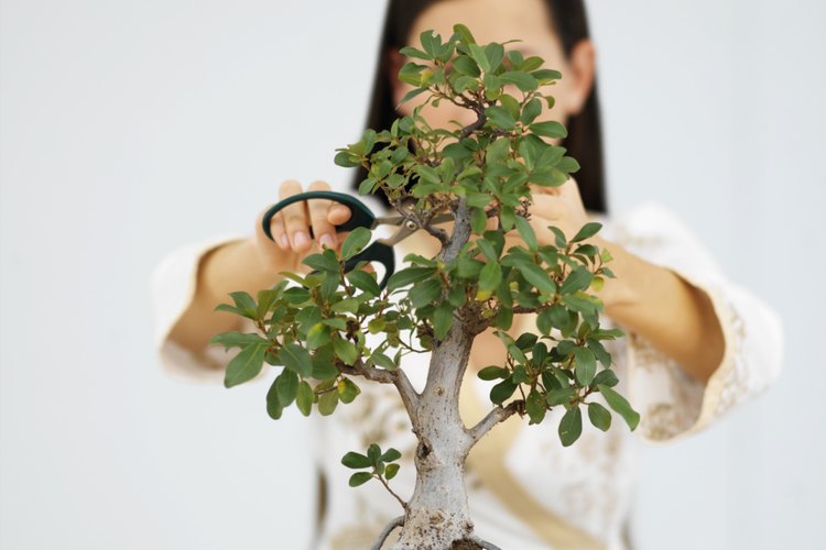 El cerezo bonsai debería ser replantado cada uno o dos años, a medida que la raíz se vuelve adherida a su recipiente.
