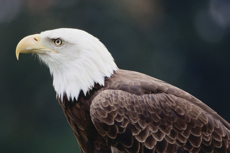 El águila calva aparece en el Gran Sello de los Estados Unidos.