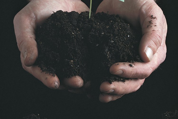 Mira nacer una nueva planta en un germinador hecho de cartón de huevo.