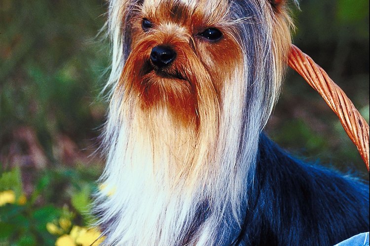 Los moños son accesorios bonitos para perros pequeños.