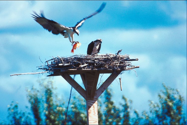 La mayoría de las águilas pescadoras son aves migratorias; ponen sus huevos en el norte y migran al sur para el invierno.
