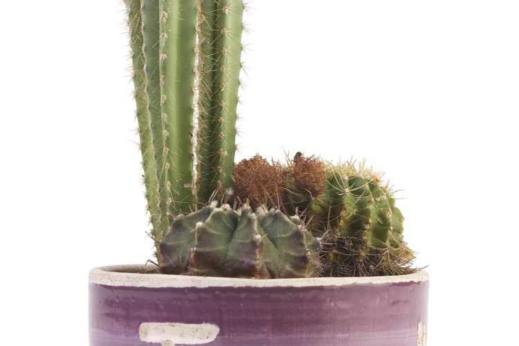 Los cactus sanos serán firmes y tersos.